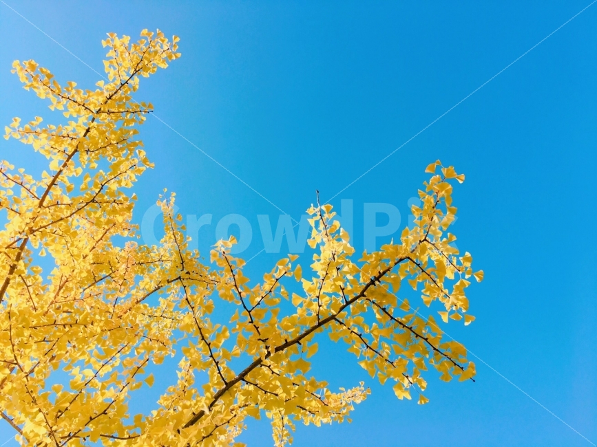 가을,하늘,사진,감성사진,은행잎,한국,photography,photo,sky,skyblue,fall,autumn,korea,자연사진,자연,감성,맑음,블루,가을,계절,fall,autumn,season,식물,자연,plants,nature,tree,나무,plant,leaf,잎