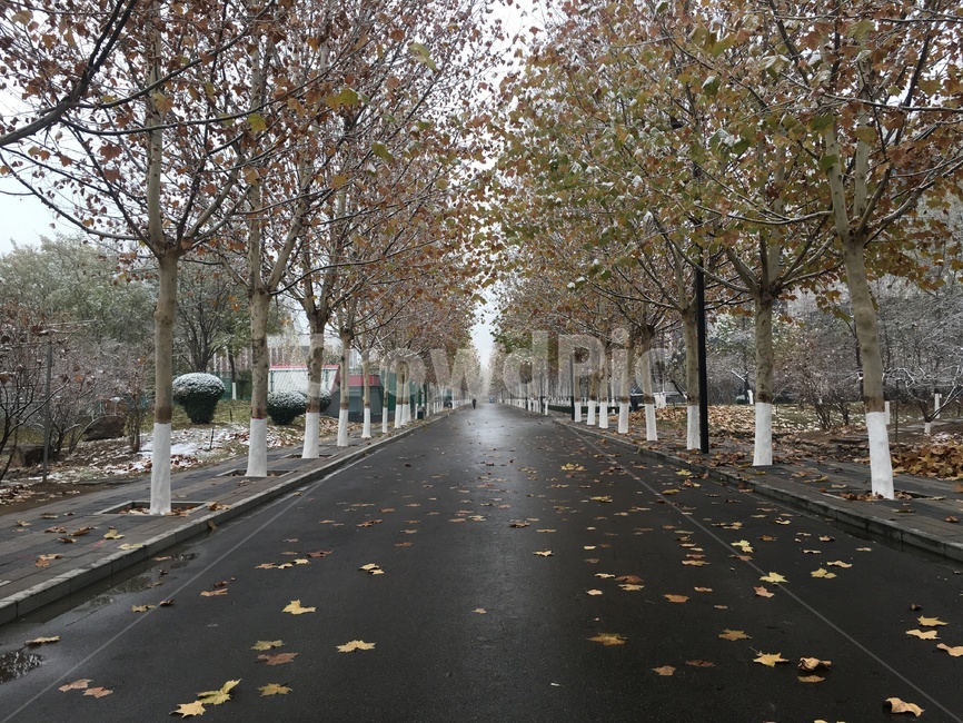 자연,가을,계절,낙엽,나무,풍경,겨울,도로,길,균형,쓸쓸,쓸쓸함,asphalt,아스팔트,road
