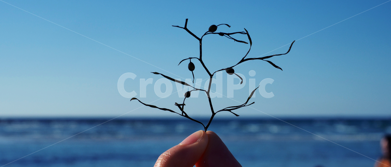 바다,감성사진,풍경,하늘,푸른색,여유,휴식,sky,해변,식물,자연,plants,nature
