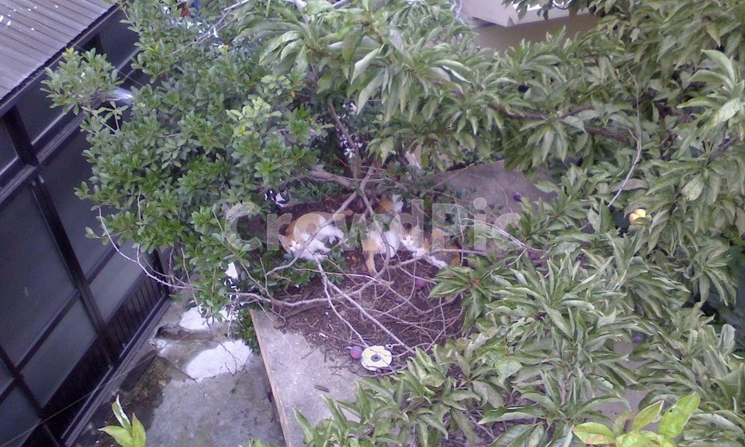 고양이,동물,새끼고양이,animal,cat,kitty,동물,animal,포유류,mammal,고양이,cat,kitten,kitty