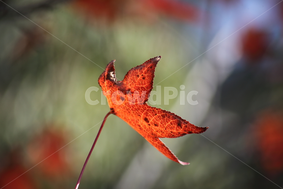 단풍,미국풍나무,가을,liquidambarstyraciflua,sweetgum,가을,계절,fall,autumn,season,leaf,잎,plant,식물,tree,나무
