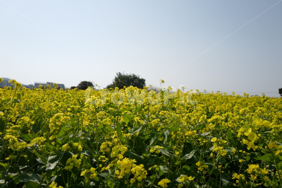 유채꽃,제주도,옐로우,광치기해변,노란꽃,봄,계절,spring,season,자연,풍경,nature,landscape,grassland,목초지,outdoors,옥외,field,들,farm,농장,rural,농촌,meadow