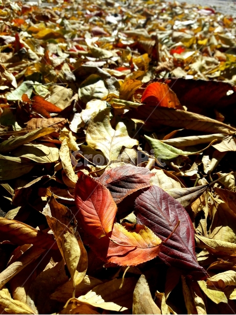 낙엽,가을,leaf,fall,거리,street,바닥,ground,식물,plant,가을,계절,fall,autumn,season,식물,자연,plants,nature,잎
