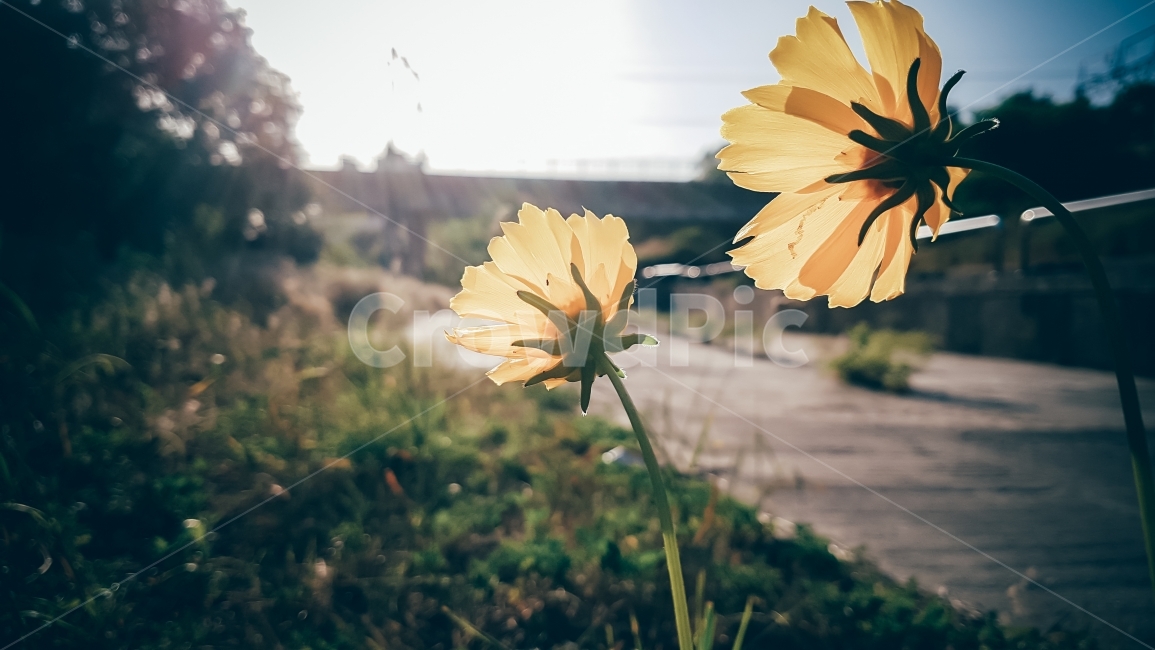 꽃,감성,코스모스,노랑,빈티지,느낌,따뜻,봄,여름,가을,겨울,색깔,색채,감정,산책,feeling,스냅,walkx,가을,계절,fall,autumn,season,식물,자연,plants,nature,꽃,flower,감성,sensible,feeling,휴식,힐링,rest,relaxation,healing,plant