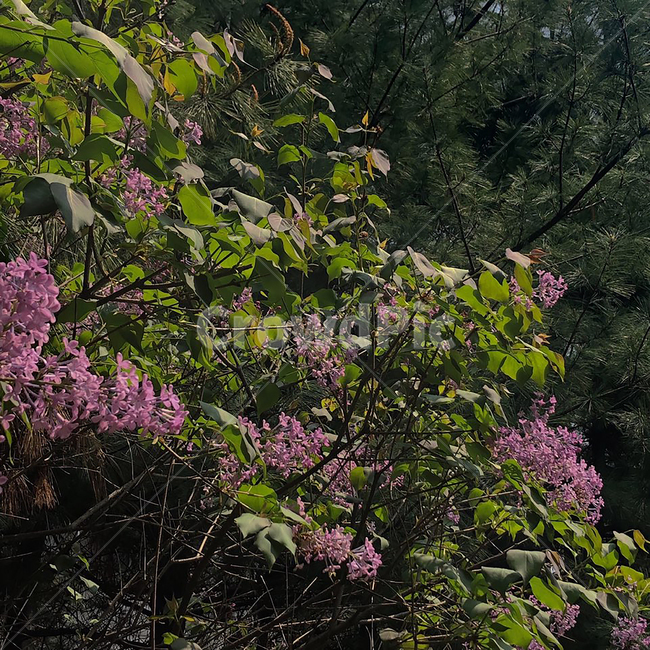 꽃,보라색,보라색꽃,풀밭,초록색