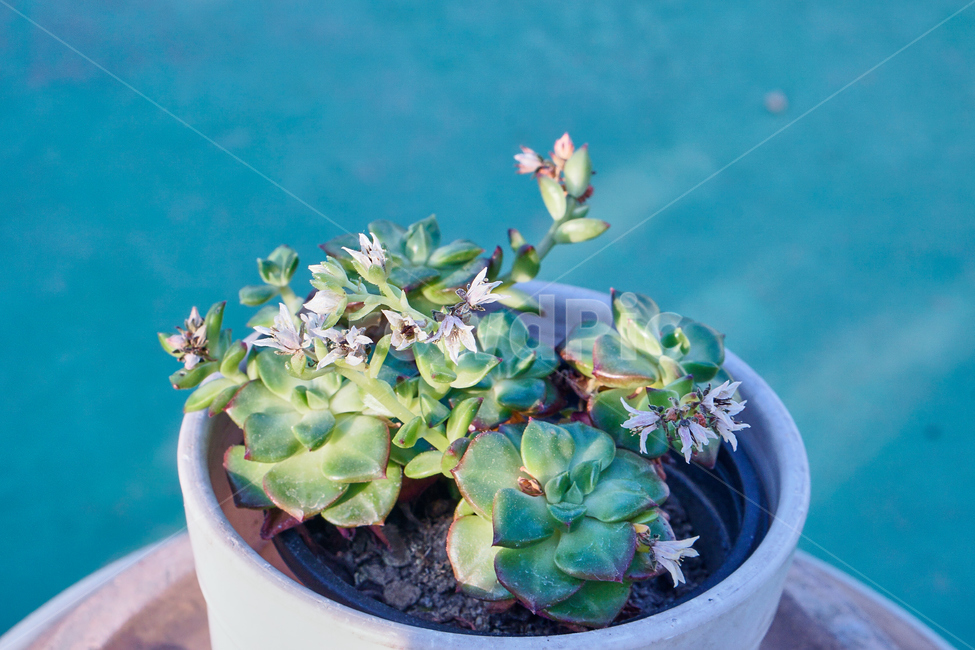 다육식물,식물,선인장,꽃,화분,plant,nature,Succulents,Cactus