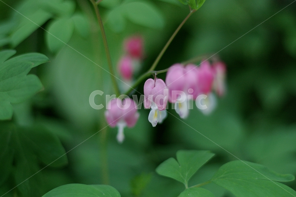 plant,식물,꽃,flower,초롱,금낭화,금낭근,식물,자연,plants,nature,꽃,flower