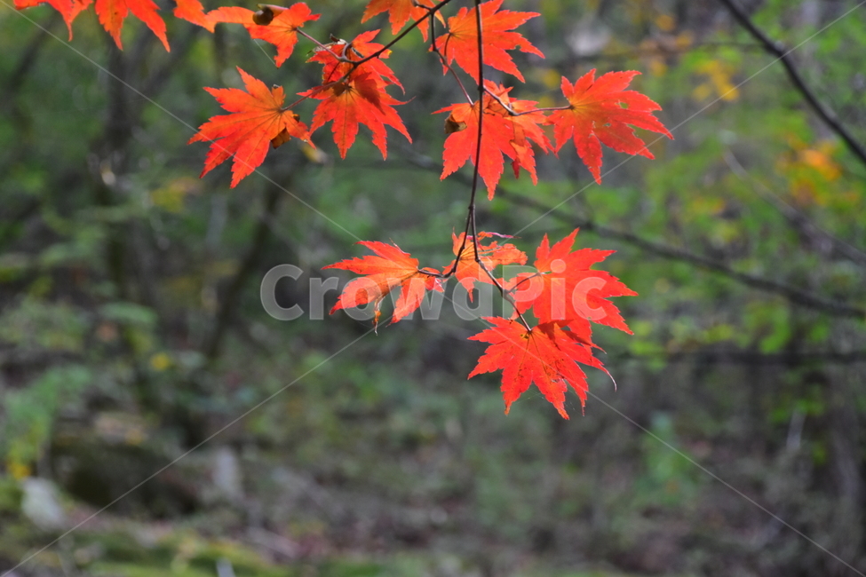 가을,단풍,자연,풍경,북한산,잎,단풍잎,붉은,나무,계절,계곡,숲,힐링,plant,fall,autumn,season,forestnature,landscape,한국자연풍경,한국자연경관,korea,tree,maple,leaf,가을,계절,fall,autumn,season,자연,풍경,nature,landscape,식물,plants,나무,trees,wood