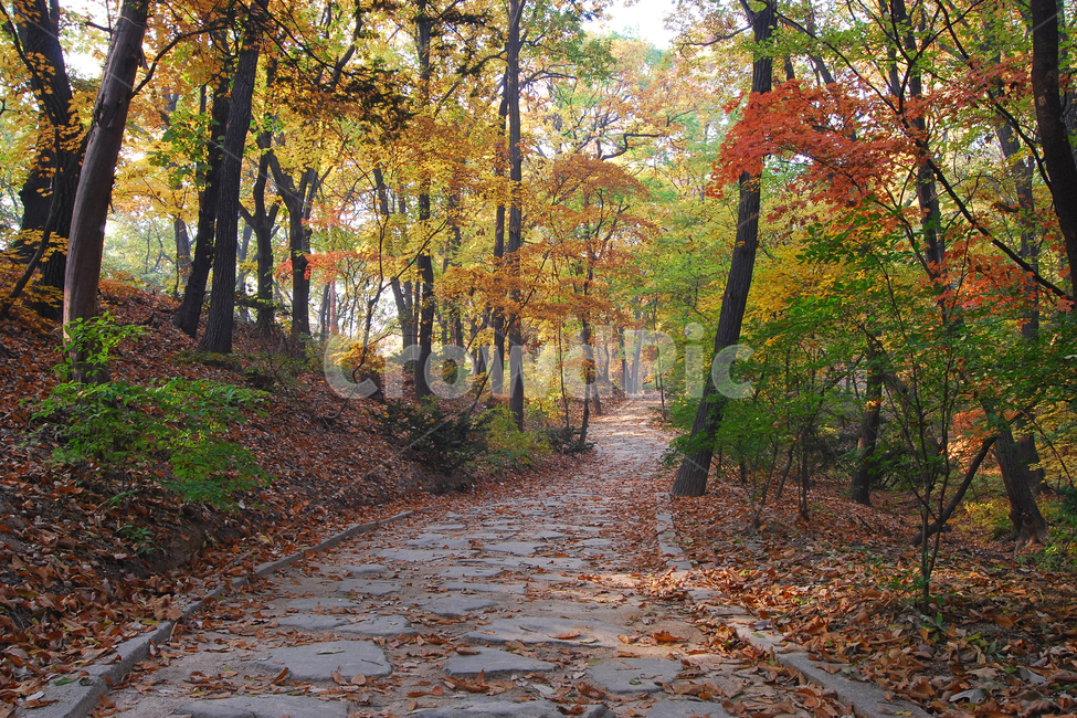 길,가을,단풍,낙엽,풍경,산책,산책로,나무,숲,자연,산,환경,컬러,칼라,컬러풀,창덕궁,가을길,단풍길,가을,계절,fall,autumn,season,한국전통,한국문화,korean traditional,korean culture,랜드마크,landmark,tourist attraction,한국랜드마크,한국관광지,한국명소,korea landmark,korea tourist attraction,건축물,건물외관,exterior,building,structure,architecture,construction,leaf,잎,plant,식물,tree