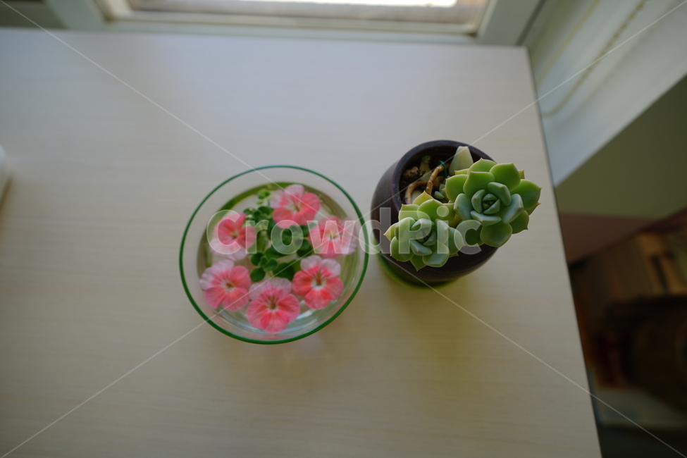 화분,꽃,장식,인테리어,식물,취미,플라워,창가,물,flower,핑크,분홍,컬러,색감,감성사진,꽃,flower,실내용화초,화분,화초,house plant,인테리어,실내디자인,interior design