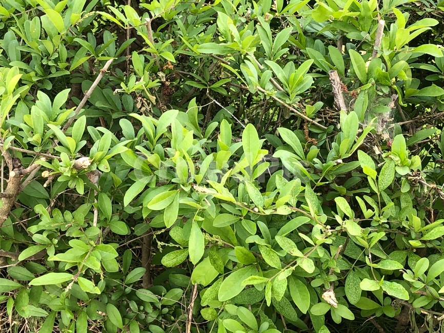 나무,잎사귀,여름,풀,leaf,tree