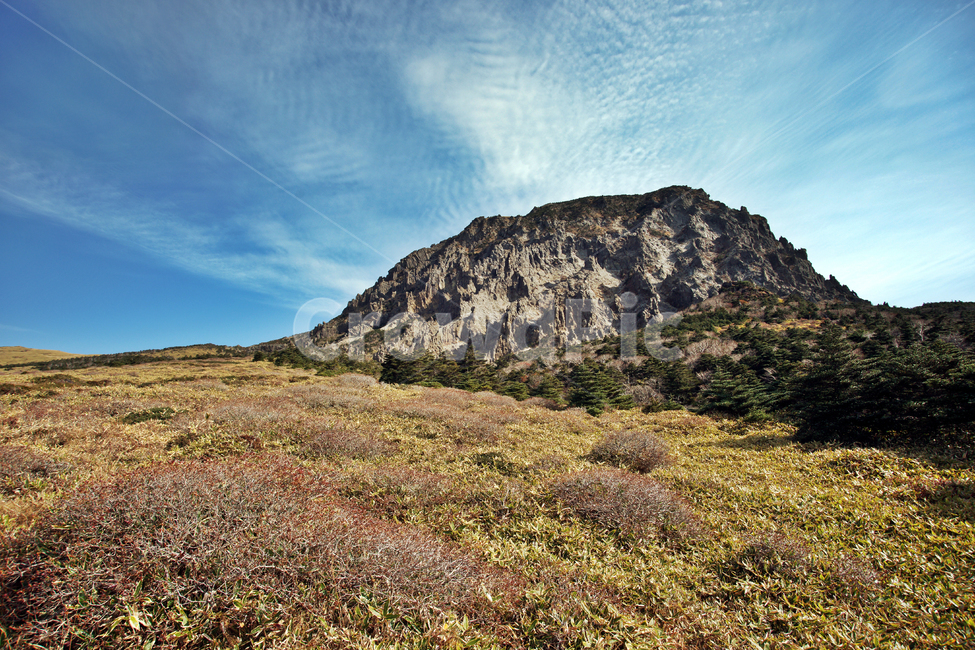 조릿대,한라산,한라산국립공원,제주도,암벽,돈내코코스,제주도,jeju,jeju island,nature,자연,outdoors,옥외,plateau,고원
