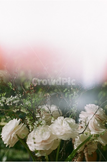 꽃,꽃사진,꽃배경,꽃다발,라넌큘러스,감성사진,소품사진,식물,자연,plants,nature,꽃,flower,감성,sensible,feeling