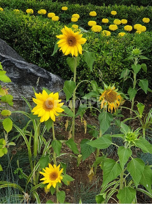 해바라기,향일화,산자연,조일화,황금꽃,태양꽃
