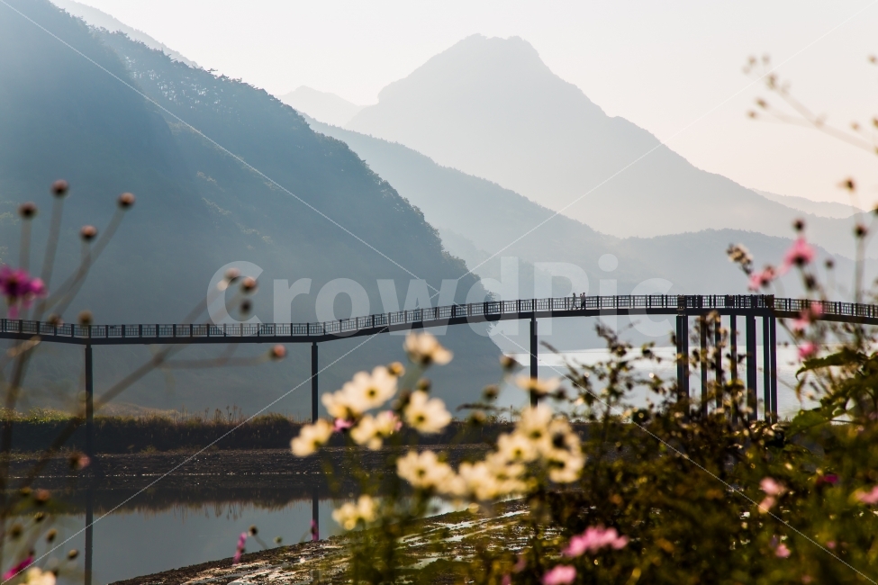 코스모스,아침,담양댐,산책로,담양,풍경,자연,풍경,nature,landscape,한국자연풍경,한국자연경관,korea nature landscape,outdoors,옥외