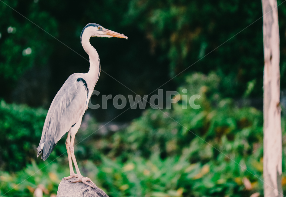 왜가리,새,연못,야생,동물,야생동물,동물,animal,조류,새,birds
