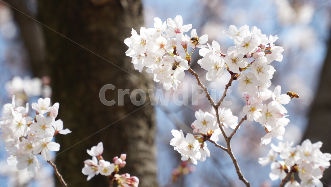 벚꽃,봄,하늘,자연,나무,봄,계절,spring,season,plant,식물,flower,꽃,blossom