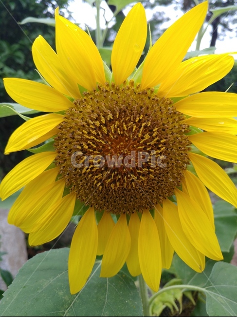해바라기,10월,밝은,자연,풍요,식물,자연,plants,nature,꽃,flower