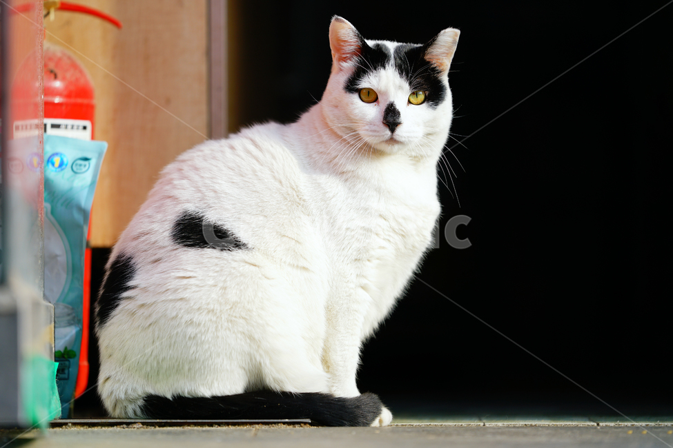 고양이,길고양이,길냥이,야옹이,냐옹이,냥냥이,반려묘,애완묘,반려동물,애완동물,야생동물,펫,캣,mammal,animal,pet,cat,동물,animal,포유류,mammal,고양이,cat,kitten,kitty