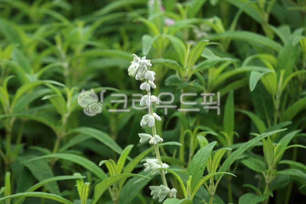 식물,꽃,plant,flower,빅토리아화이트,살비아파리나케아,식물,자연,plants,nature,꽃,flower