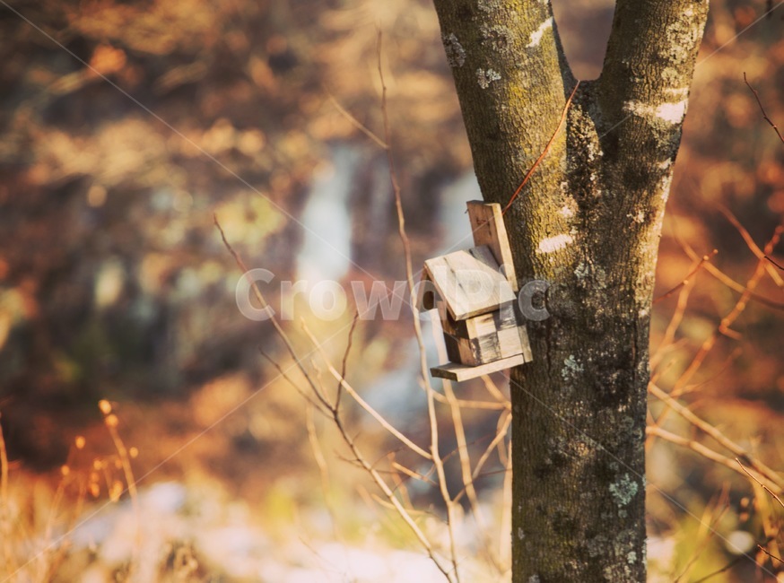 가을,나무,새집,풍경,landscape,가을,계절,fall,autumn,season