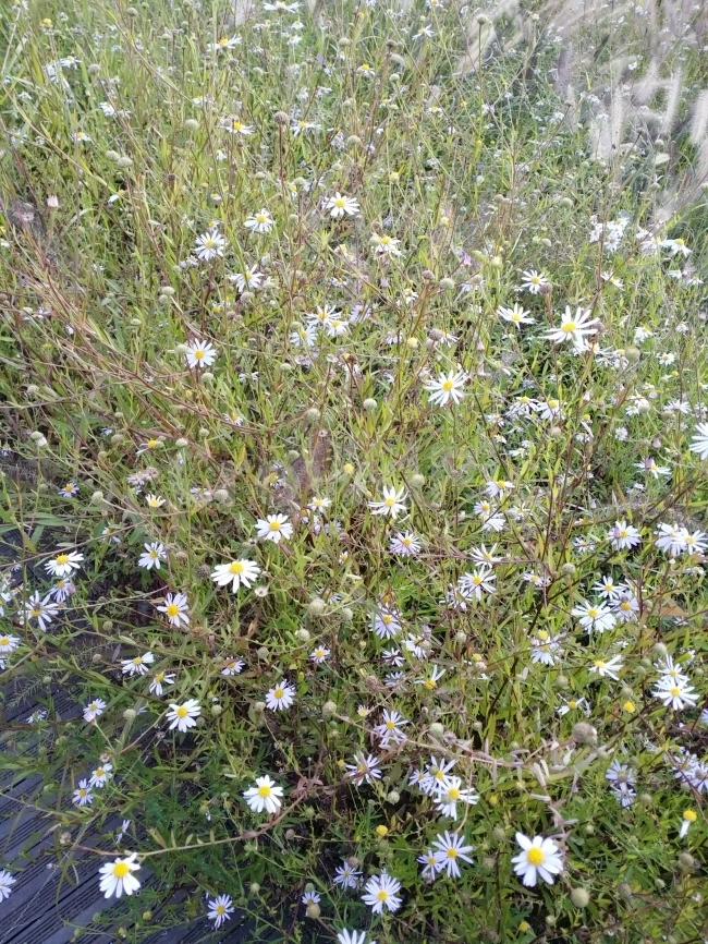 흰꽃,가을꽃,공원,나들이,소풍,길가,작은꽃,구절초,오후,식물,자연,plants,nature,꽃,flower