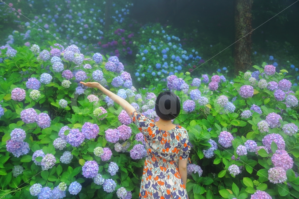 수국,여자,꽃밭,부산,태종대,꽃,식물,자연,plants,nature,꽃,flower,사람,인물,인간,human,person,여성,여자,woman,female,lady,감성,sensible,feeling