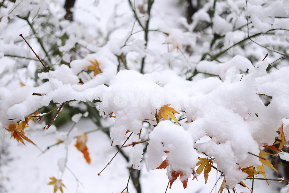 눈,겨울,단풍,계절,흰색,추위,겨울,계절,winter,season