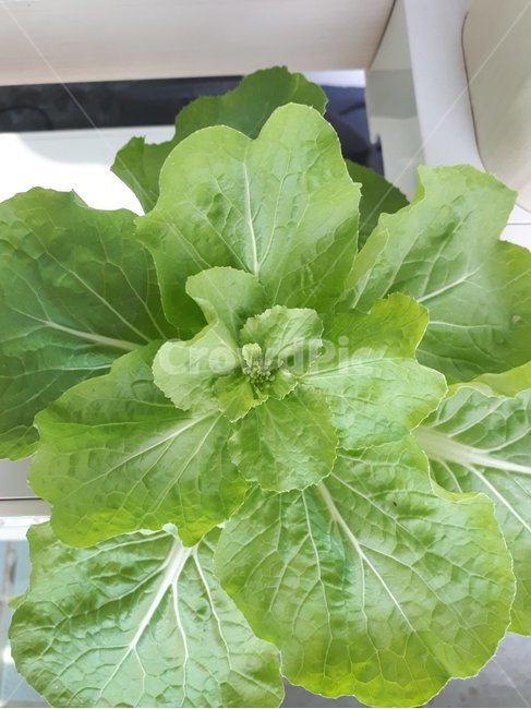 식물,꽃,계절,건강,쌈채소