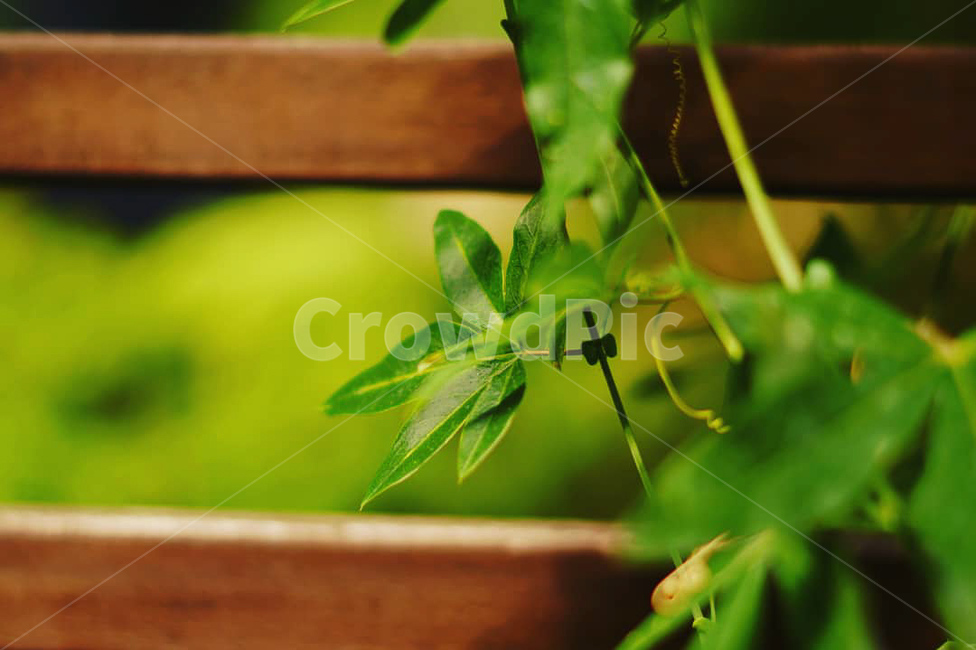 한줄기,식물,초록색,나무걸친식물,초록색식물,식물,자연,plants,nature