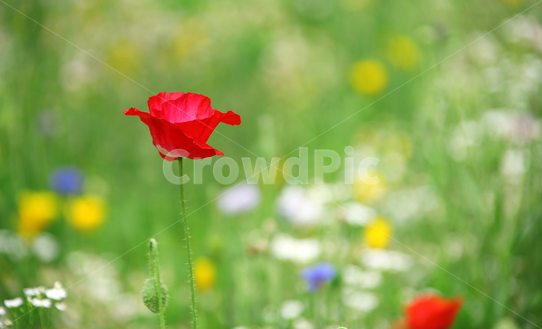 plant,식물,꽃,flower,양귀비꽃,식물,자연,plants,nature,꽃,flower
