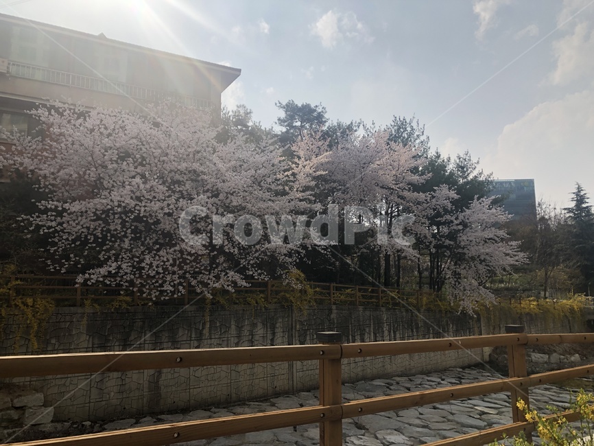 꽃,감성,자연,봄,나무,산책,산책로,산책길,봄,계절,spring,season,plant,식물,handrail,난간,banister