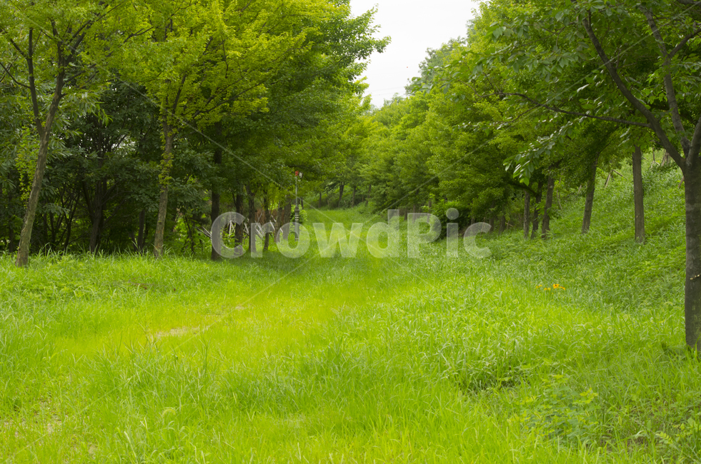 여름,수풀,나무,녹색,산책,공원,scene,view,feeling,emotion,nature,landscape,season,풍경,감정,감성,자연,계절,뷰티,summer,grass,tree,green,park,풍경사진,감성사진,정취