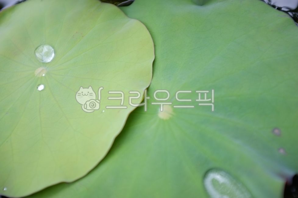 leaf, 잎, plant, 식물, 연잎, 사진,이미지,일러스트,캘리그라피 - lazyPic작가