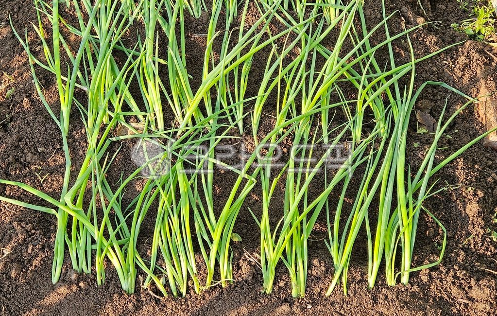 Planting green onions,green onion seedlings,growing green onions,growing green onions,vegetable garden,weekend farm,weekend vegetable garden,urban farmer,beginner farmer,green onion seedlings,gardening,vegetable garden vegetables