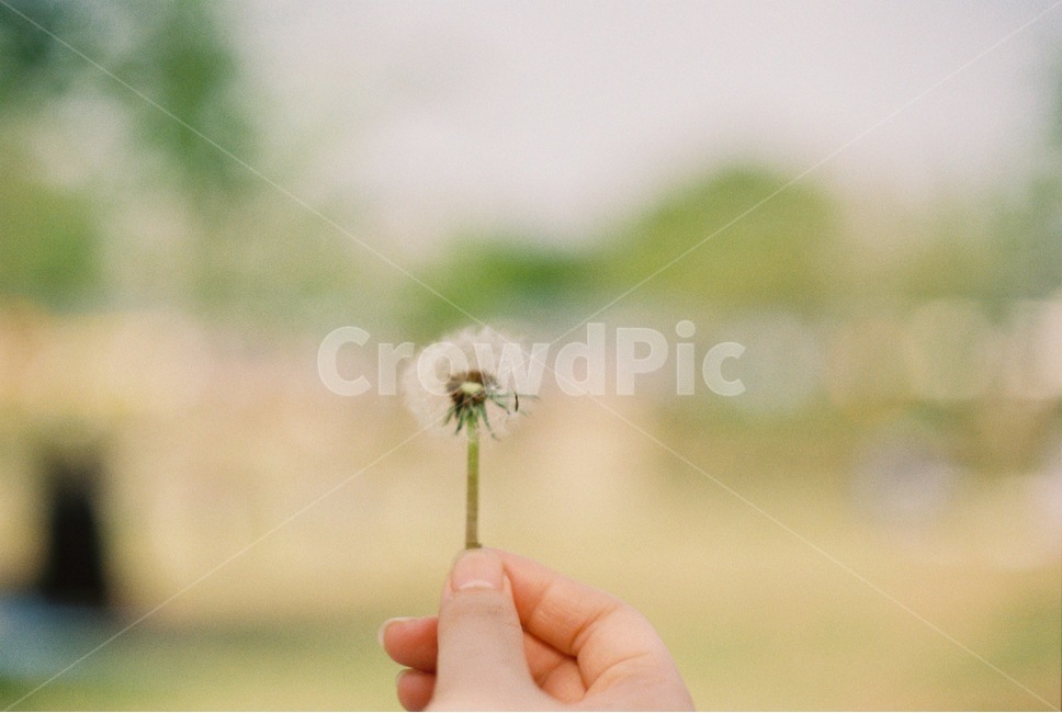 소풍,손,민들레,민들레홑씨,필름,필름사진,picnic,film,tree,아웃포커싱