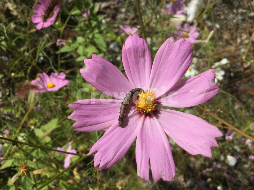 식물,꽃,코스모스,벌레,분홍색,가을,야외,곤충,애벌레,계절,노란색,초록색,Plant,flower,cosmos,worm,pink,autumn,outdoor,insect,larva,seasonal,yellow,green,곤충,벌레,insect,bug