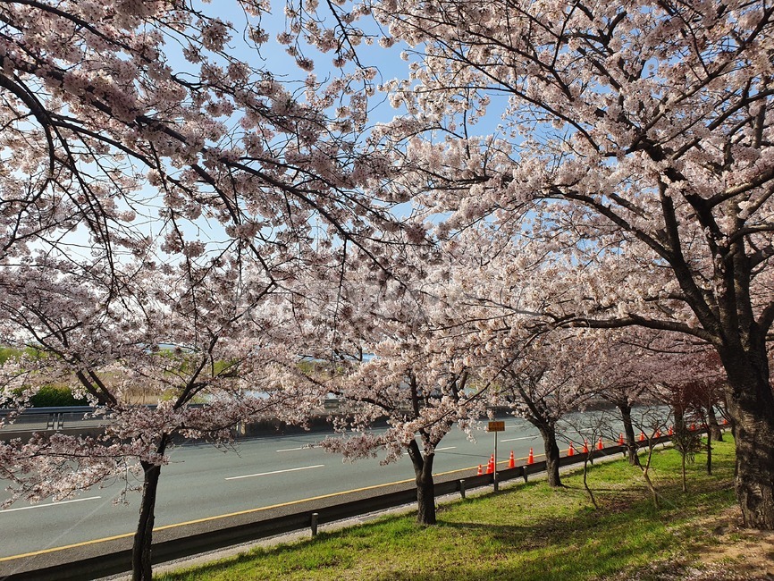 벚꽃,벚나무,봄,나무,배경,야외,꽃,flower