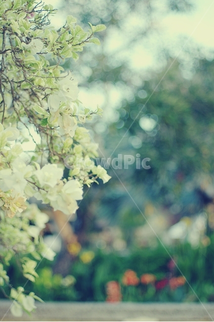 꽃,흰꽃,flower,white,열대,여름,summer,봄,계절,spring,season,식물,자연,plants,nature,꽃,flower,감성,sensible,feeling,plant