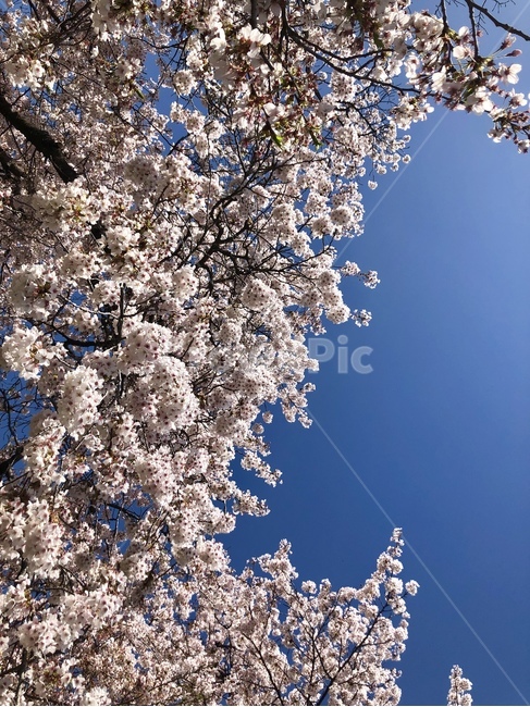 꽃,식물,벚꽃,나무,벚꽃축제,봄,계절,spring,season,식물,자연,plants,nature,꽃,flower,plant,blossom