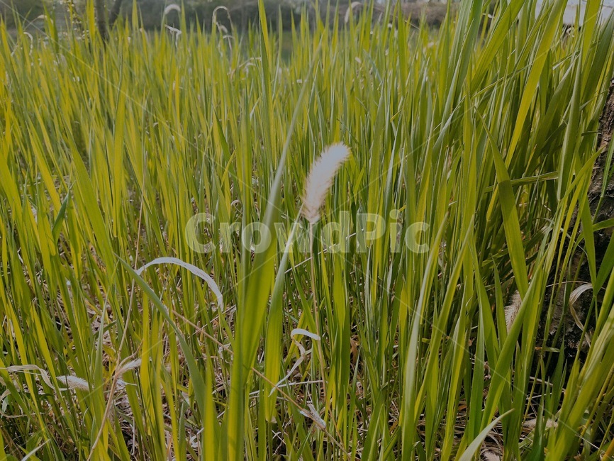 강아지풀,들풀,풀,따뜻한,초록,길가,식물,자연,plants,nature