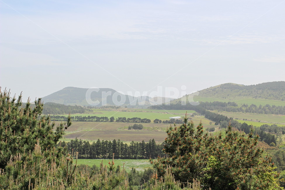꽃,봄,하늘,오름,제주,자연,풍경,nature,landscape,outdoors,옥외,hill,언덕,fir,전나무,tree,나무,plant,식물