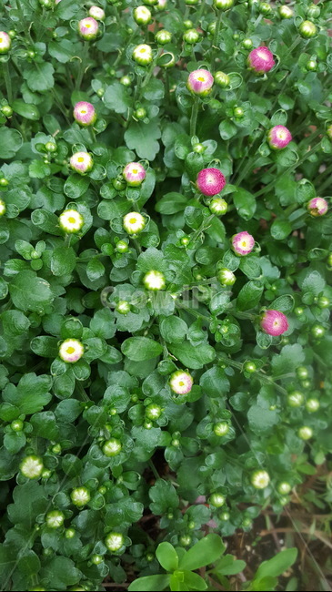 봉우리,초록이,힐링,꽃,자연,숲,식물,자연,plants,nature,꽃,flower