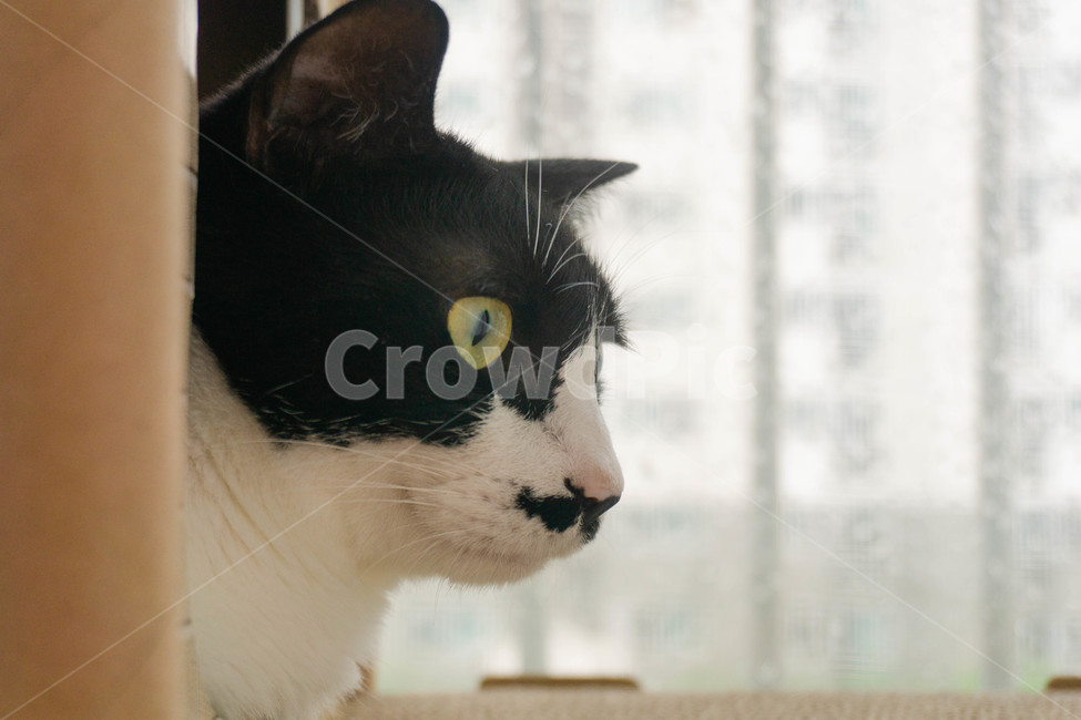 고양이,코숏,코리안숏헤어,koreanshorthair,턱시도고양이,수염냥,반려동물,cat,animal,감성사진,감성,빈티지,동물,동물,animal,포유류,mammal,고양이,cat,kitten,kitty