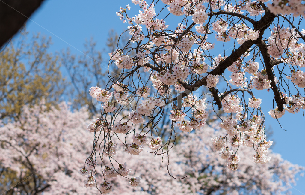 벚꽃,봄꽃,봄,자연,계절,season,spring,cherryblossoms,꽃축제,봄날,화려한,예쁜,핑크색,하얀색,파란색,파란하늘,flower,nature,garden,beautiful,공원,바탕,정원,봄하늘,나무,가로수