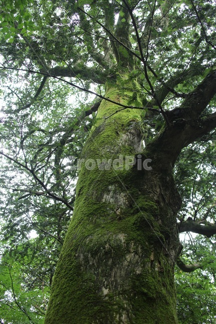 나무,숲,비자림,제주도,수목,식물,자연,plants,nature,나무,trees,wood
