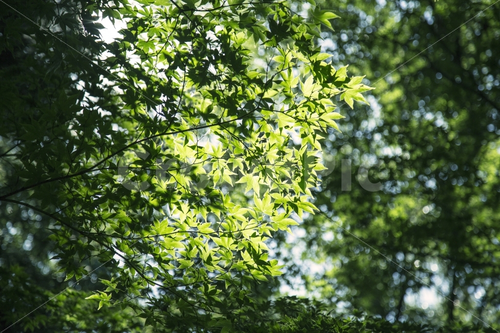 햇살,나무,등산,가을,여름,태양,녹색,그린,자연,네츄럴,하늘,계절,스카이,배경화면,백그라운드,wallpaper,그림,숲,식물,자연,plants,nature,휴식,힐링,rest,relaxation,healing
