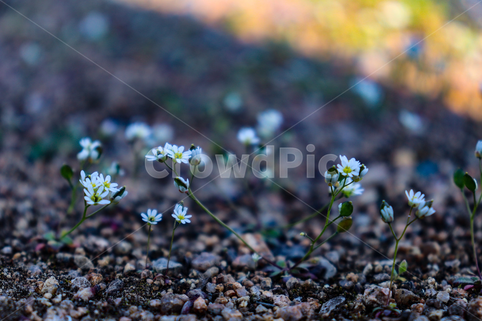 꽃,땅,flower,자연,plant,식물,blossom,작은꽃,봄,돌맹이,흙,요름,계절,season,spring,summer,식물,자연,plants,nature,꽃,flower