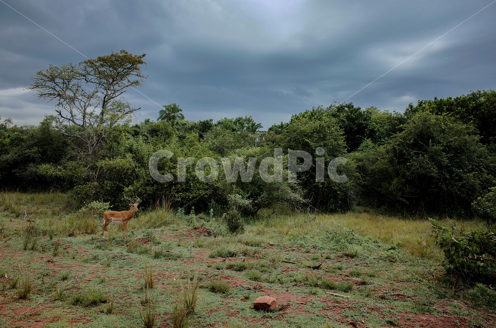 아프리카,르완다,사파리,아카제라국립공원,akageranationalpark,rwanda,africa,야생동물,자연,풍경,nature,landscape,해외,외국,세계,foreign,oversea,world,세계자연풍경,해외자연풍경,외국자연풍경,world nature landscape,동물,animal,포유류,mammal,outdoors,옥외,grassland,목초지,field,들,ground,바닥
