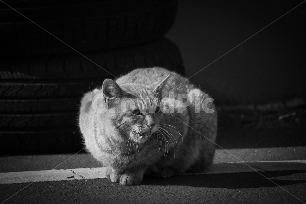 고양이,눈빛,경계,이빨,소리,구역,신호,시그널,강함,무서움,표현,야생,털,차가움,동물,animal,포유류,mammal,고양이,cat,kitten,kitty,흑백,모노톤,monochrome,black and white